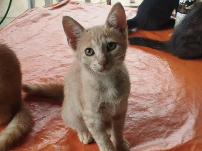 Gato raça SRD-ViraLata idade 2 a 6 meses nome Theo