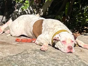 Cachorro raça Pit-Bull idade 3 anos nome Brianna 