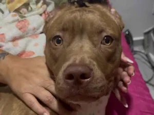 Gato raça Exótico idade 7 a 11 meses nome Layca