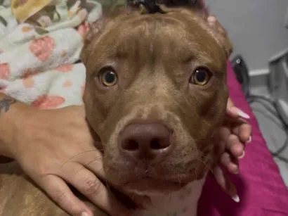 Gato raça Exótico idade 7 a 11 meses nome Layca