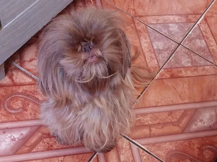 Cachorro raça Shitzu idade 5 anos nome sacha 