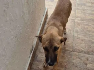 Cachorro raça SRD-ViraLata idade 1 ano nome Duke