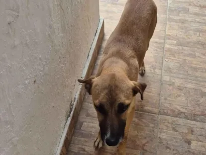 Cachorro raça SRD-ViraLata idade 1 ano nome Duke