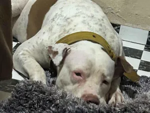 Cachorro raça Pit-Bull idade 3 anos nome Brianna