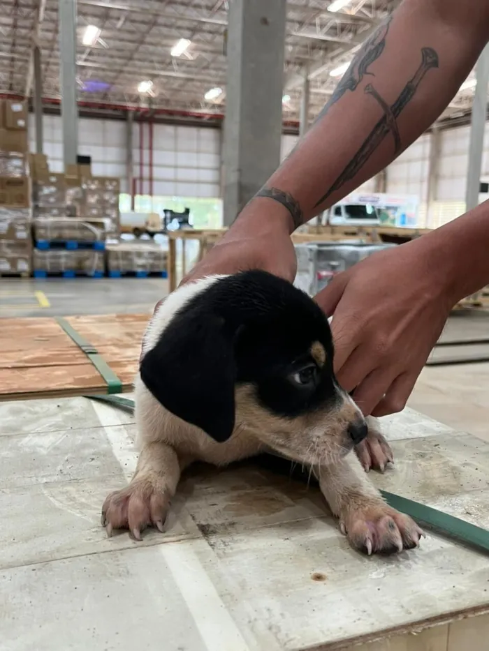 Cachorro raça SRD-ViraLata idade Abaixo de 2 meses nome Sem nome ainda