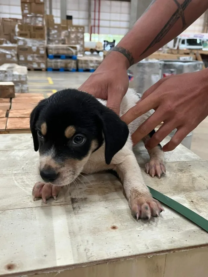Cachorro raça SRD-ViraLata idade Abaixo de 2 meses nome Sem nome ainda