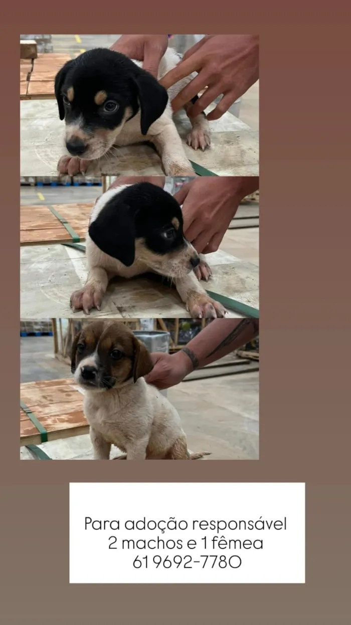 Cachorro raça SRD-ViraLata idade 2 a 6 meses nome sem nome 