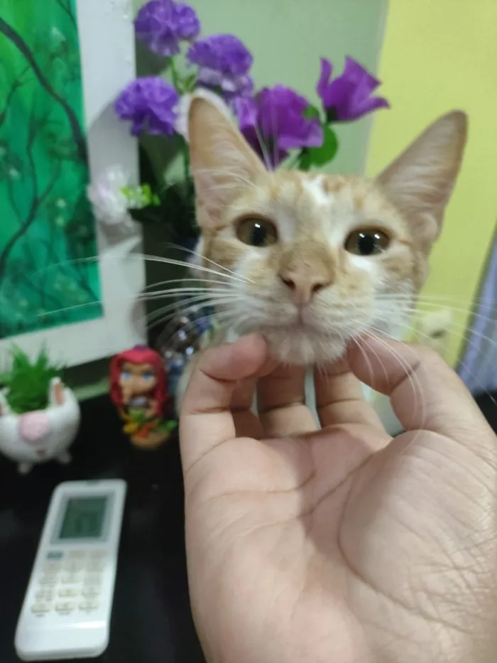 Gato raça SRD-ViraLata idade 2 a 6 meses nome ninu