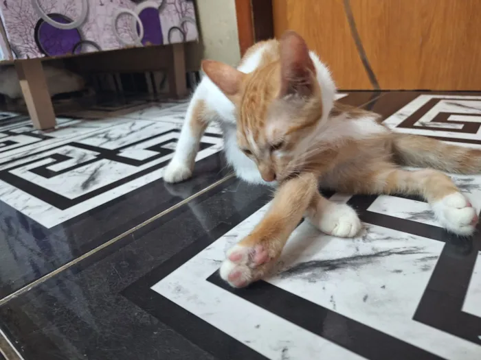 Gato raça SRD-ViraLata idade 2 a 6 meses nome ninu