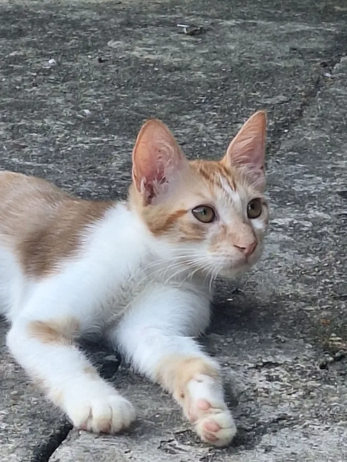 Gato raça SRD-ViraLata idade 2 a 6 meses nome ninu