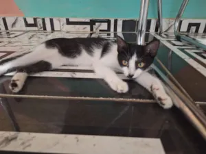 Gato raça SRD-ViraLata idade 2 a 6 meses nome Agatha 