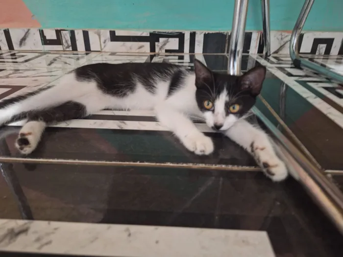 Gato raça SRD-ViraLata idade 2 a 6 meses nome Agatha 