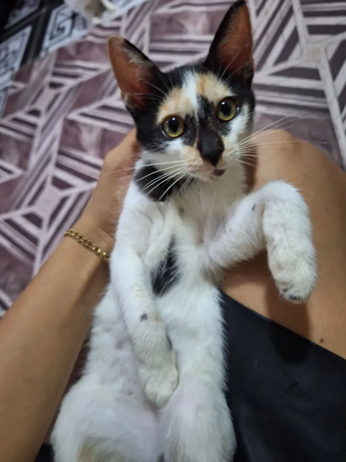 Gato raça SRD-ViraLata idade 2 a 6 meses nome nina