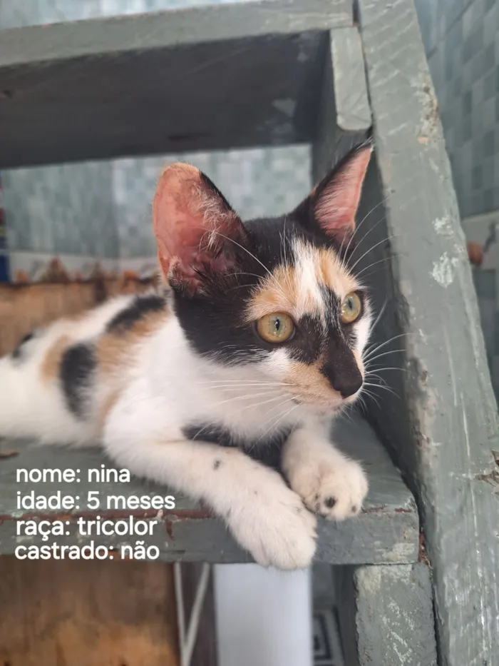 Gato raça SRD-ViraLata idade 2 a 6 meses nome nina