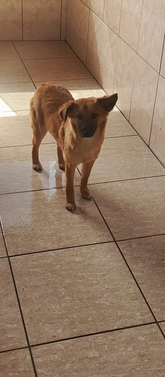 Cachorro raça SRD-ViraLata idade 7 a 11 meses nome Não sei 