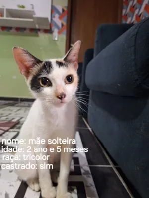 Gato raça SRD-ViraLata idade 2 anos nome lola