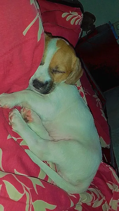Cachorro raça Shitzu idade Abaixo de 2 meses nome kiara