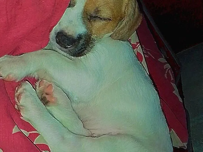 Cachorro raça Shitzu idade Abaixo de 2 meses nome kiara