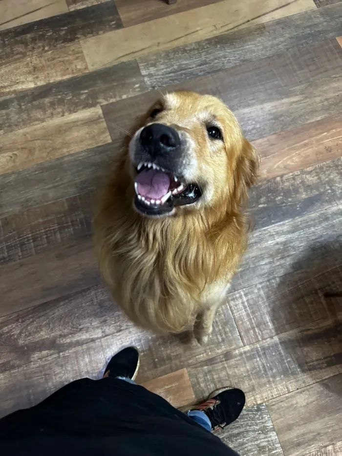 Cachorro raça Labrador idade 3 anos nome Zeus