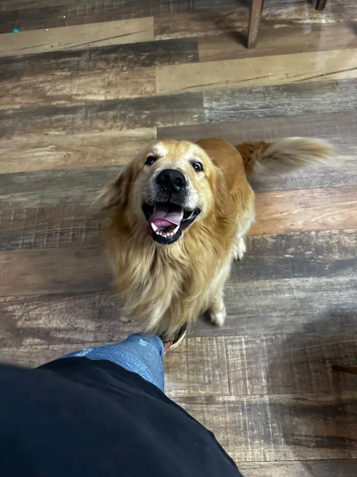 Cachorro raça Labrador idade 3 anos nome Zeus