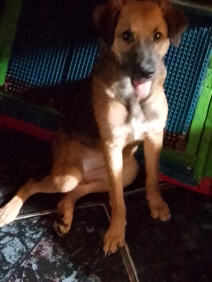 Cachorro raça SRD-ViraLata idade 2 a 6 meses nome Mel