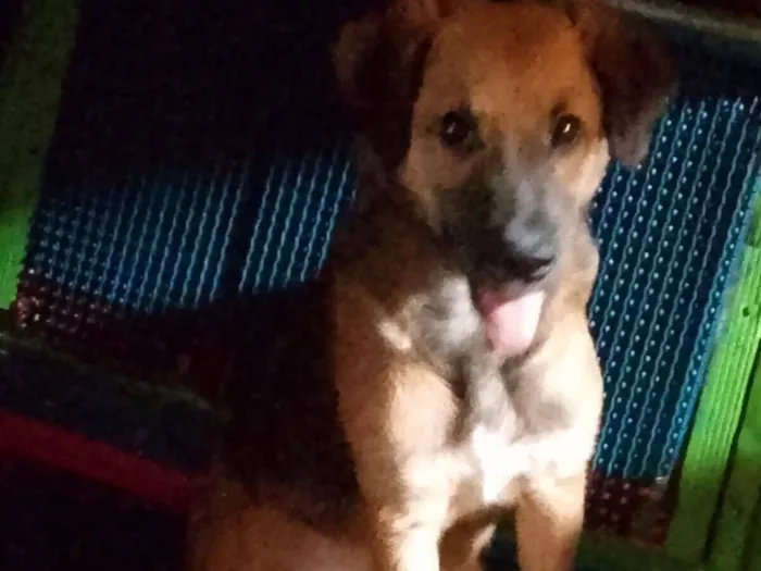 Cachorro raça SRD-ViraLata idade 2 a 6 meses nome Mel