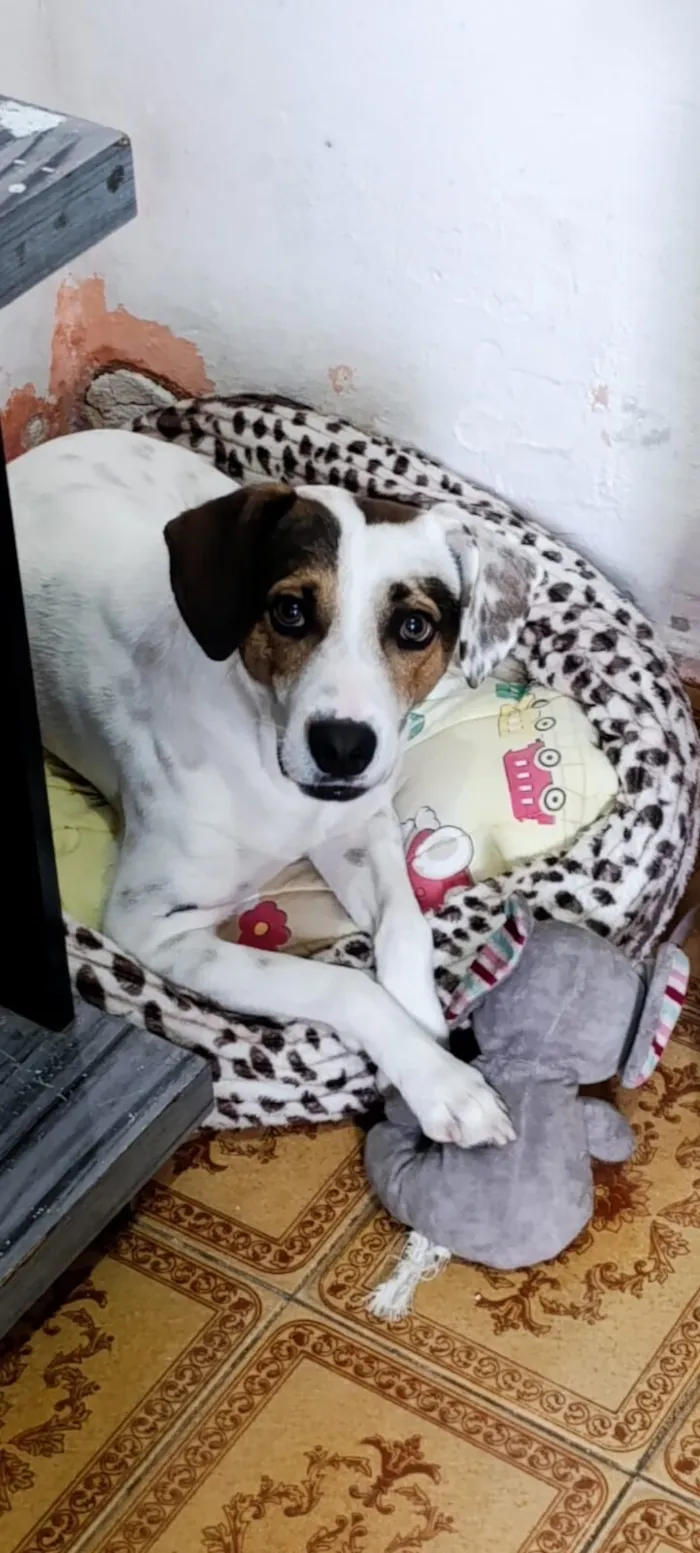 Cachorro raça SRD-ViraLata idade 3 anos nome Franscisco 