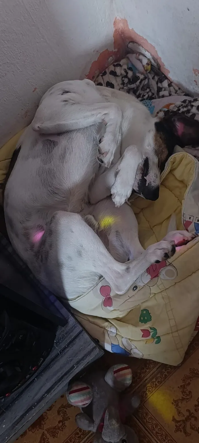 Cachorro raça SRD-ViraLata idade 3 anos nome Franscisco 