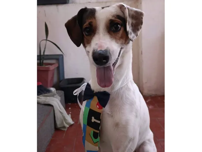 Cachorro raça SRD-ViraLata idade 3 anos nome Franscisco 