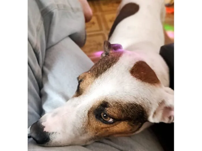 Cachorro raça SRD-ViraLata idade 3 anos nome Franscisco 