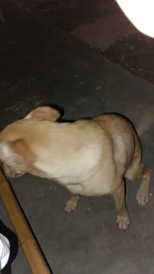 Cachorro raça SRD-ViraLata idade 1 ano nome Muñeca 