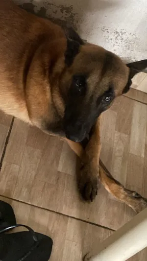 Cachorro raça Pastor Alemão idade 2 anos nome Ralph 