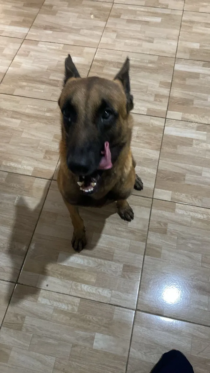 Cachorro raça Pastor Alemão idade 2 anos nome Ralph 