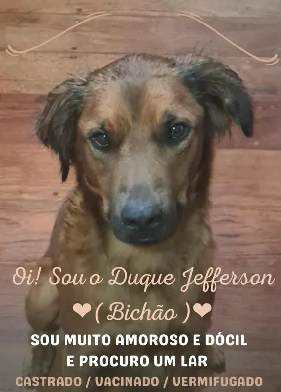 Cachorro raça SRD-ViraLata idade 4 anos nome Bichão 