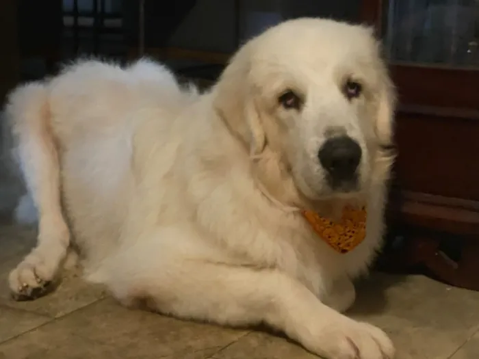 Cachorro raça Pastor Alemão idade 6 ou mais anos nome Brunello