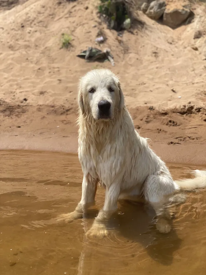 Cachorro raça Pastor Alemão idade 6 ou mais anos nome Brunello