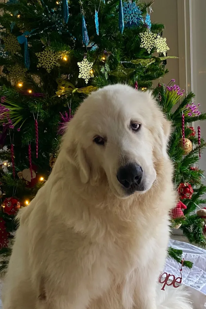 Cachorro raça Pastor Alemão idade 6 ou mais anos nome Brunello