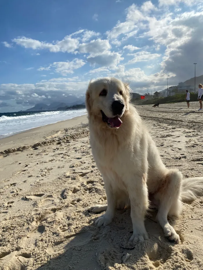 Cachorro raça Pastor Alemão idade 6 ou mais anos nome Brunello