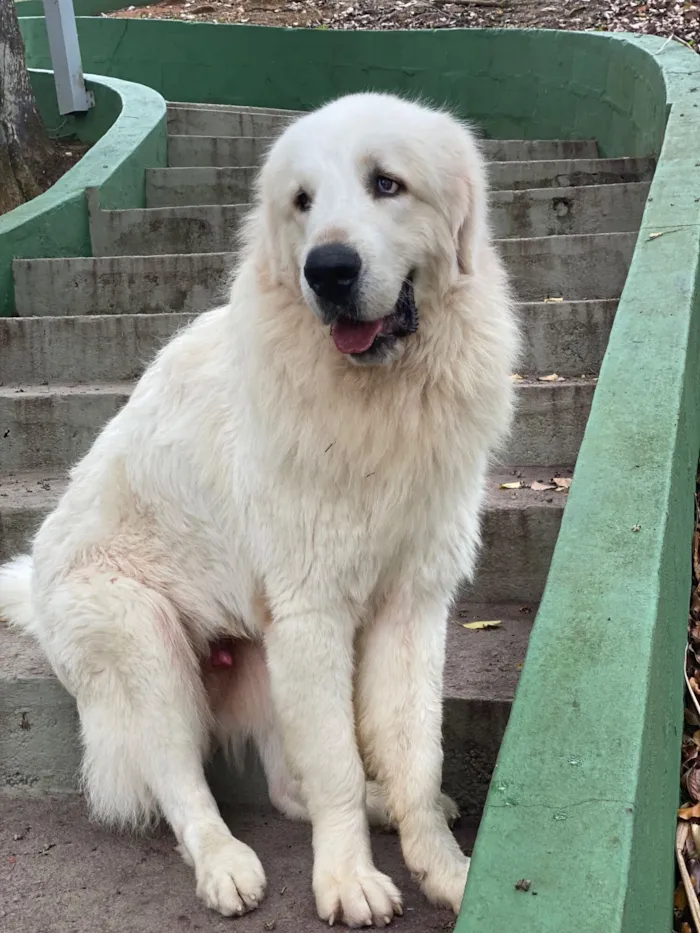 Cachorro raça Pastor Alemão idade 6 ou mais anos nome Brunello