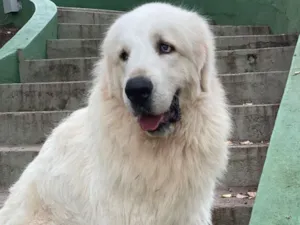 Cachorro raça Pastor Alemão idade 6 ou mais anos nome Brunello