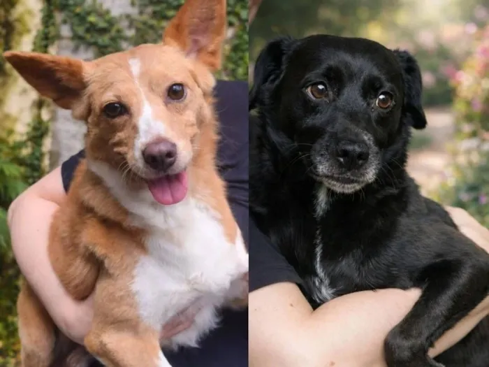 Cachorro raça SRD-ViraLata idade 5 anos nome Aya e Júnior 