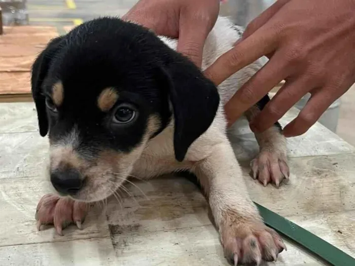 Cachorro raça SRD-ViraLata idade Abaixo de 2 meses nome Sem nome ainda