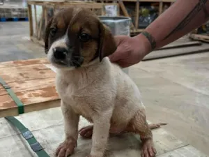 Cachorro raça SRD-ViraLata idade 2 a 6 meses nome sem nome 