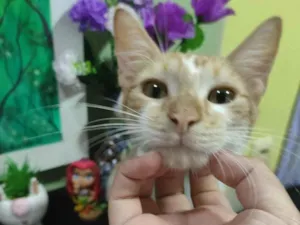 Gato raça SRD-ViraLata idade 2 a 6 meses nome ninu