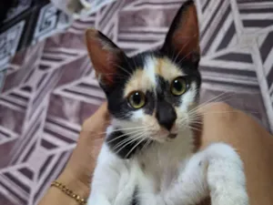 Gato raça SRD-ViraLata idade 2 a 6 meses nome nina