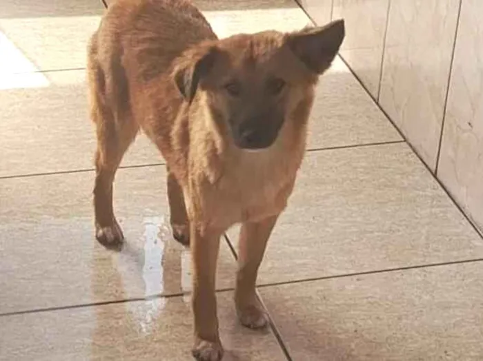 Cachorro raça SRD-ViraLata idade 7 a 11 meses nome Não sei 