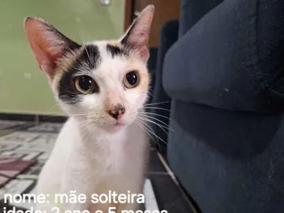Gato raça SRD-ViraLata idade 2 anos nome lola