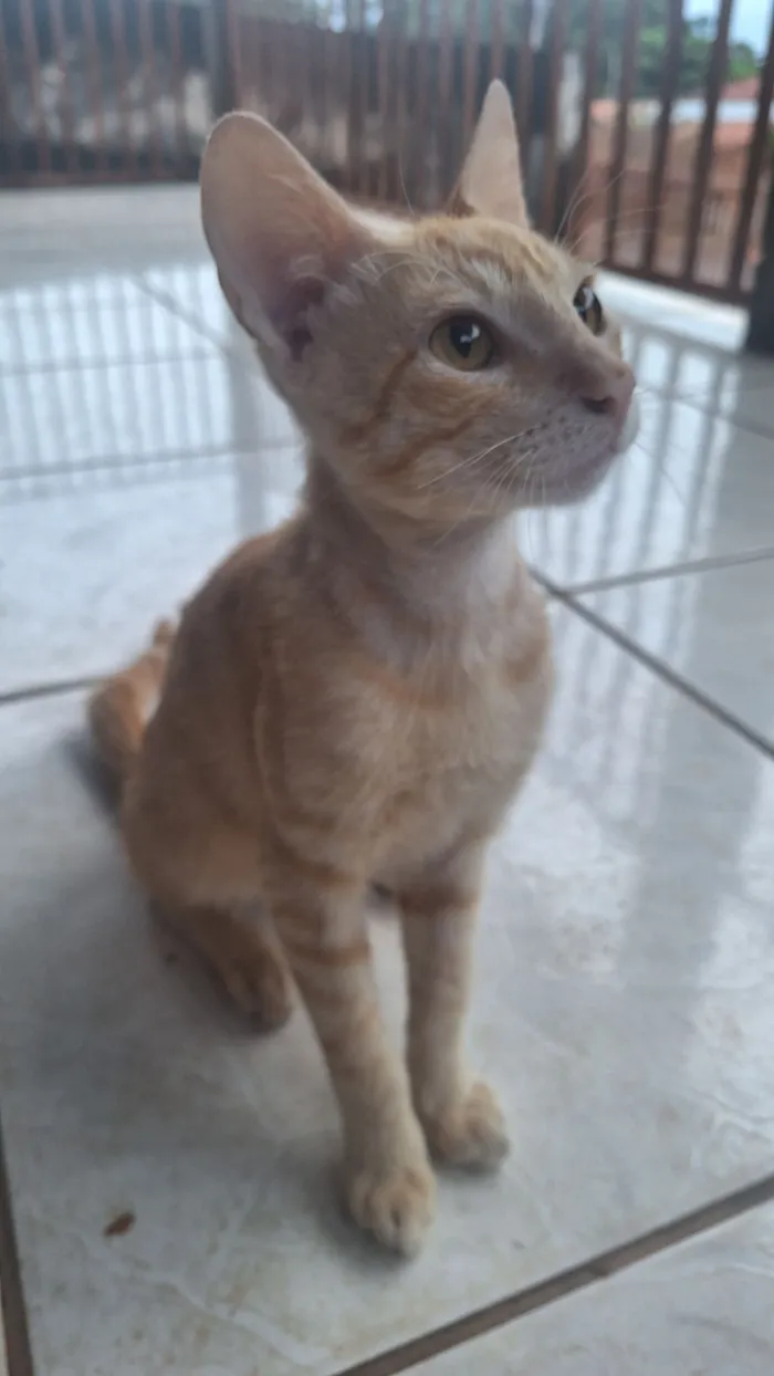 Gato raça SRD-ViraLata idade 2 a 6 meses nome Gato para doação 