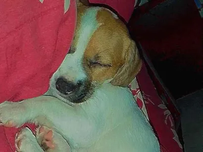Cachorro raça Shitzu idade Abaixo de 2 meses nome kiara