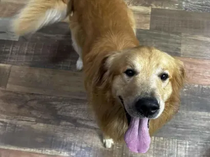 Cachorro raça Labrador idade 3 anos nome Zeus